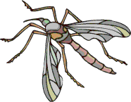 mosquito