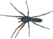 white tailed spider
